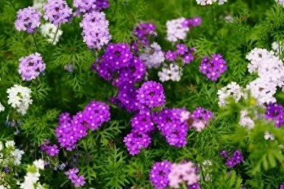 美女樱盛开时像色彩斑斓的花海,十分具有观赏价值