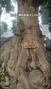 中国最值钱的三种珍稀树木: