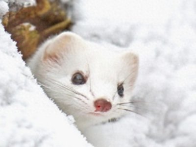 图揭森林里的“神祕小妖精” ,伶鼬