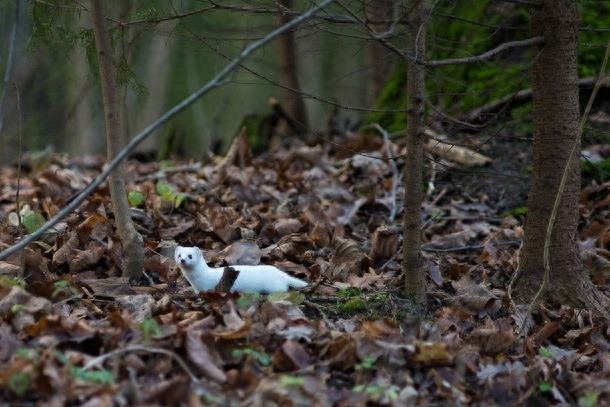 图揭森林里的“神祕小妖精” ，伶鼬