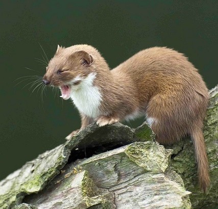 图揭森林里的“神祕小妖精” ，伶鼬