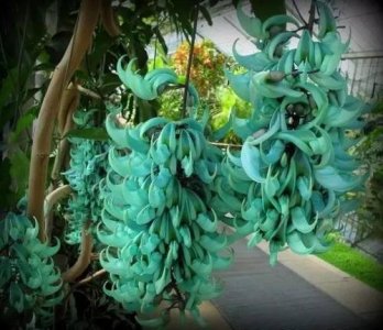 长得像葡萄的花,你一定没见过,世界珍稀物种