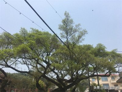 福建省 漳州市 长泰县 十里蓝山