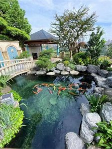 注意这五点,轻松打造锦鲤池。