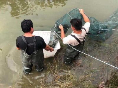 吃货福利:郑州雁鸣湖大闸蟹“出湖啦!”不过买时要注意这些问题