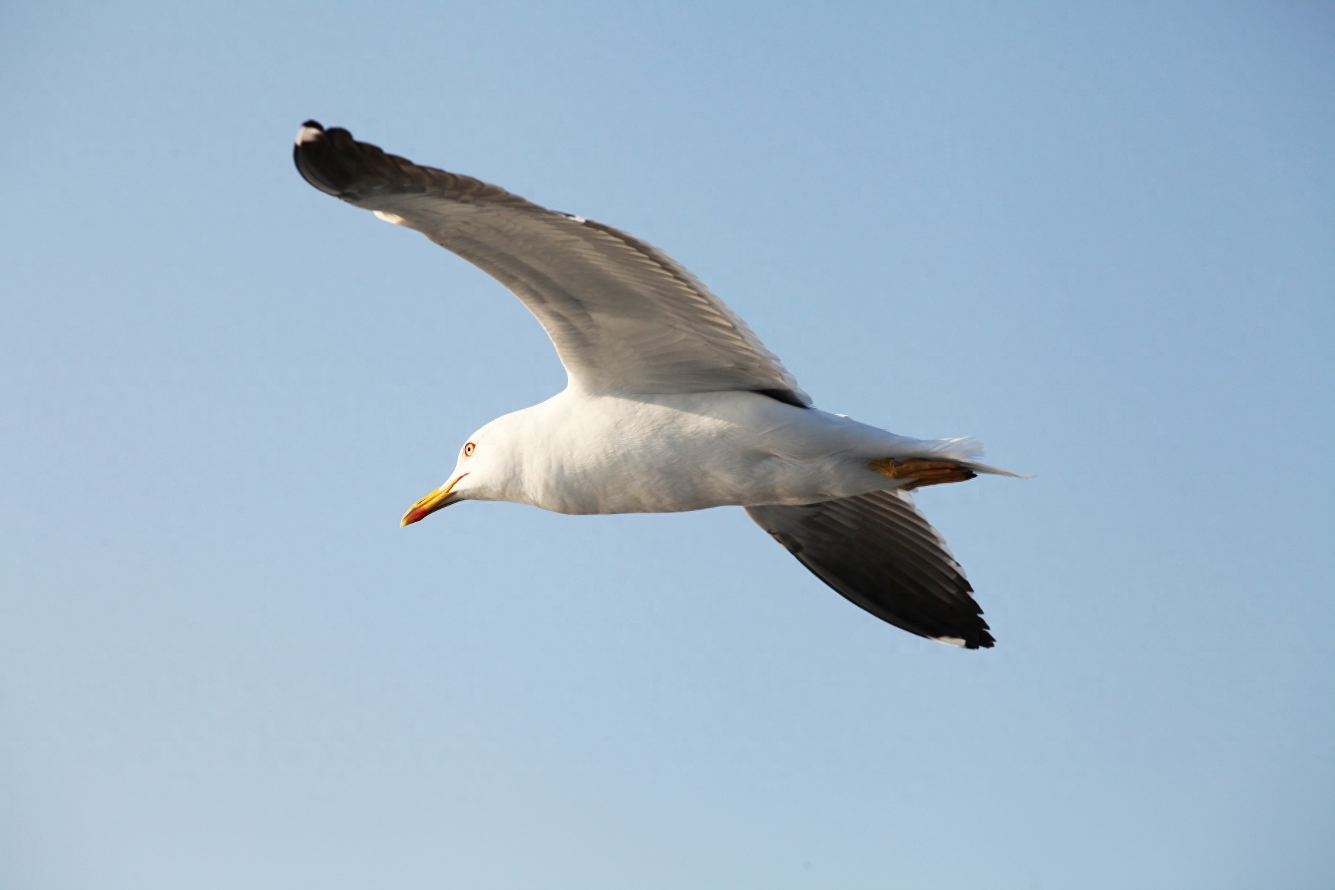 图集:分享一组精美的海鸥壁纸,赶快收藏吧