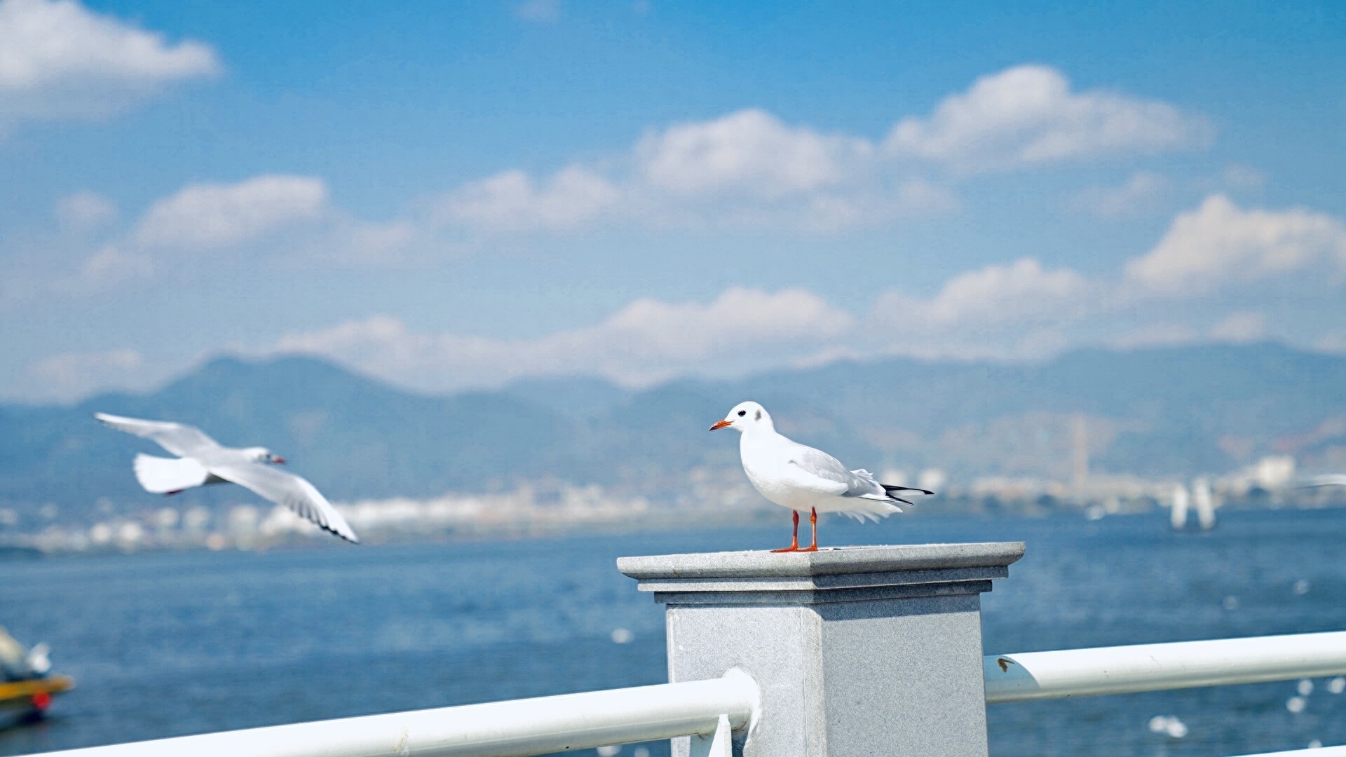 图集:分享一组精美的海鸥壁纸,赶快收藏吧