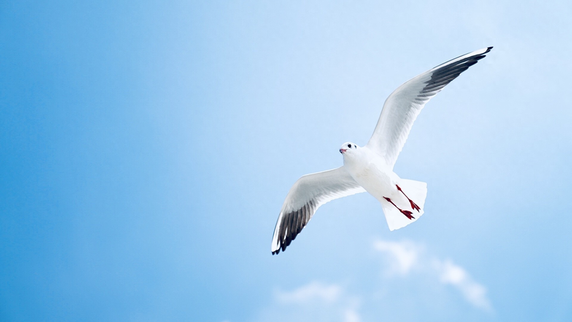 图集:分享一组精美的海鸥壁纸,赶快收藏吧