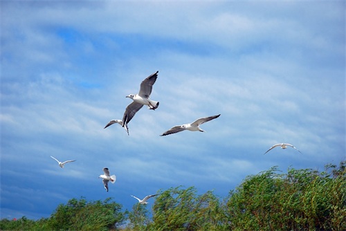 图集:分享一组精美的海鸥壁纸,赶快收藏吧