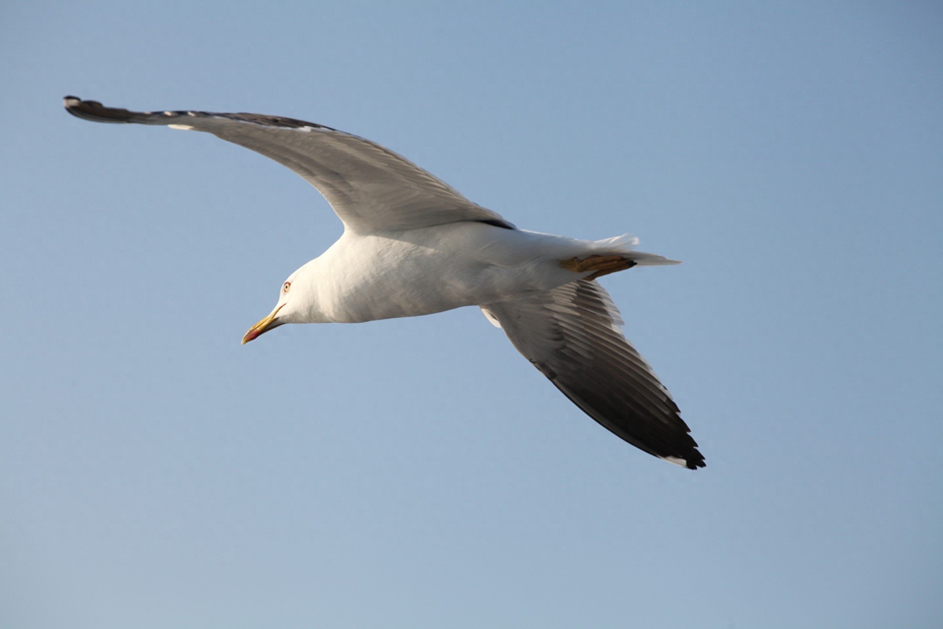 图集:分享一组精美的海鸥壁纸,赶快收藏吧