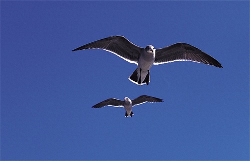 图集:分享一组精美的海鸥壁纸,赶快收藏吧