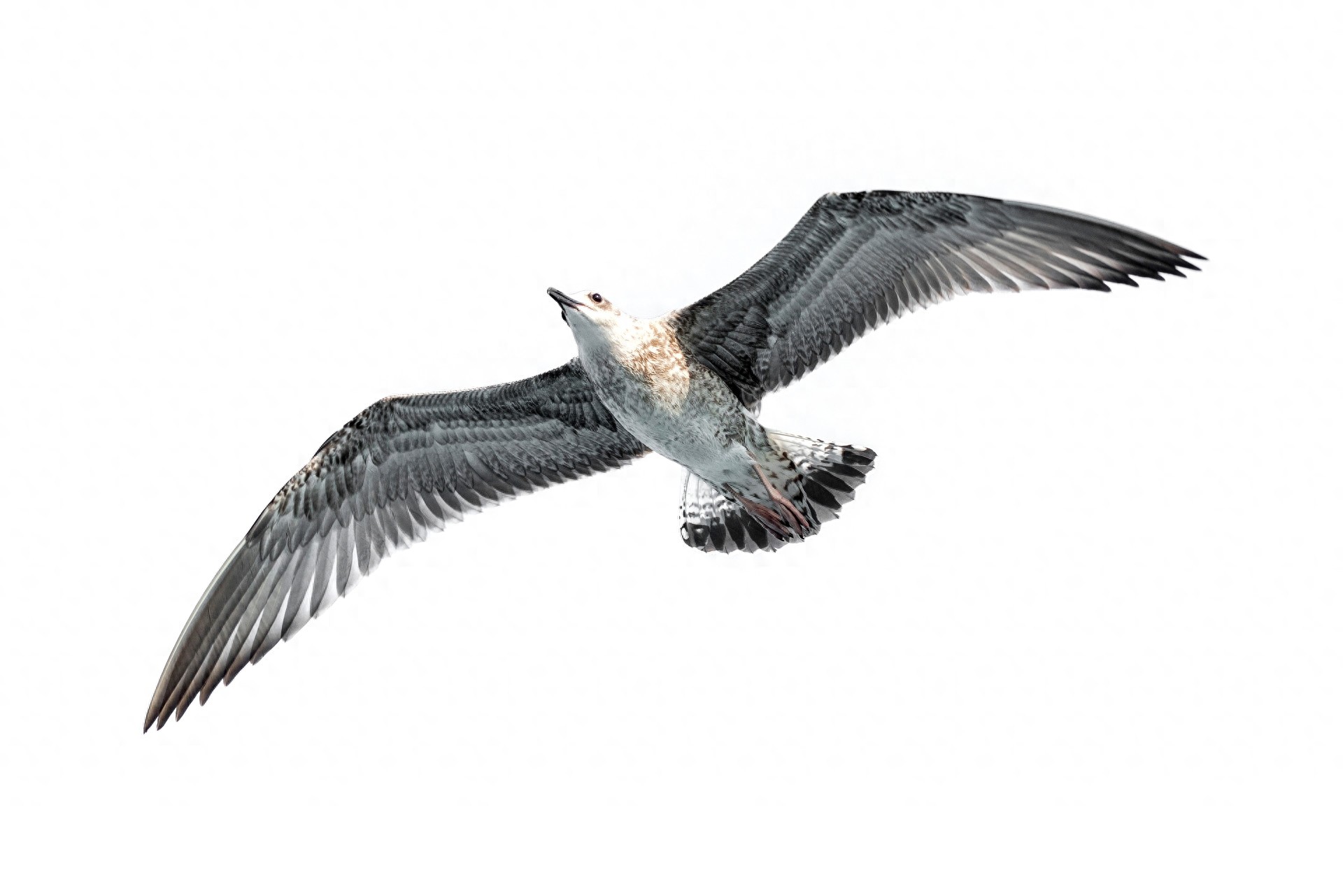 图集:分享一组精美的海鸥壁纸,赶快收藏吧