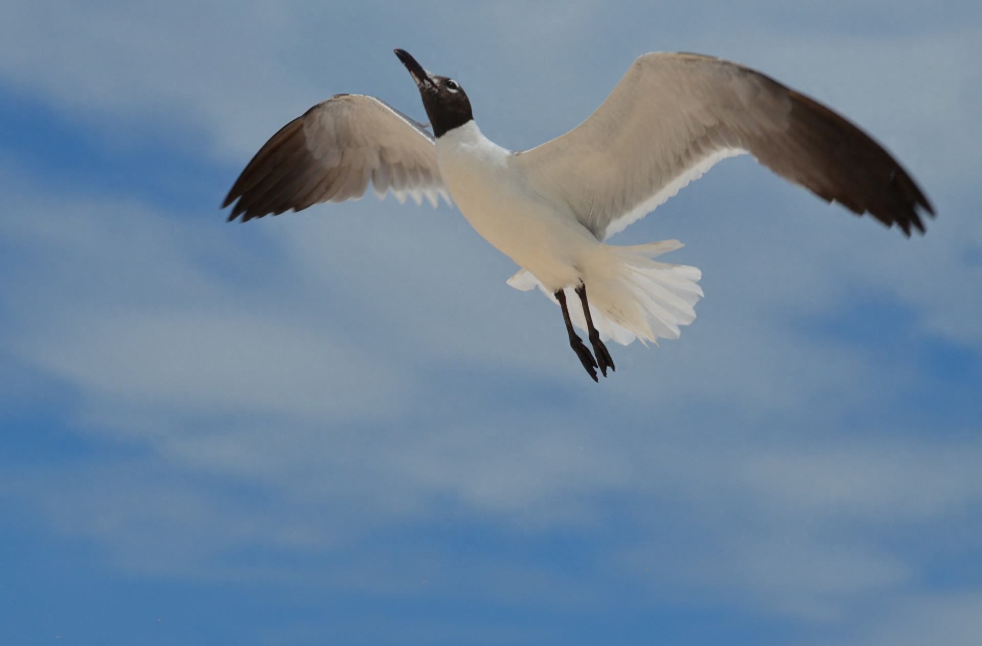 图集:分享一组精美的海鸥壁纸,赶快收藏吧