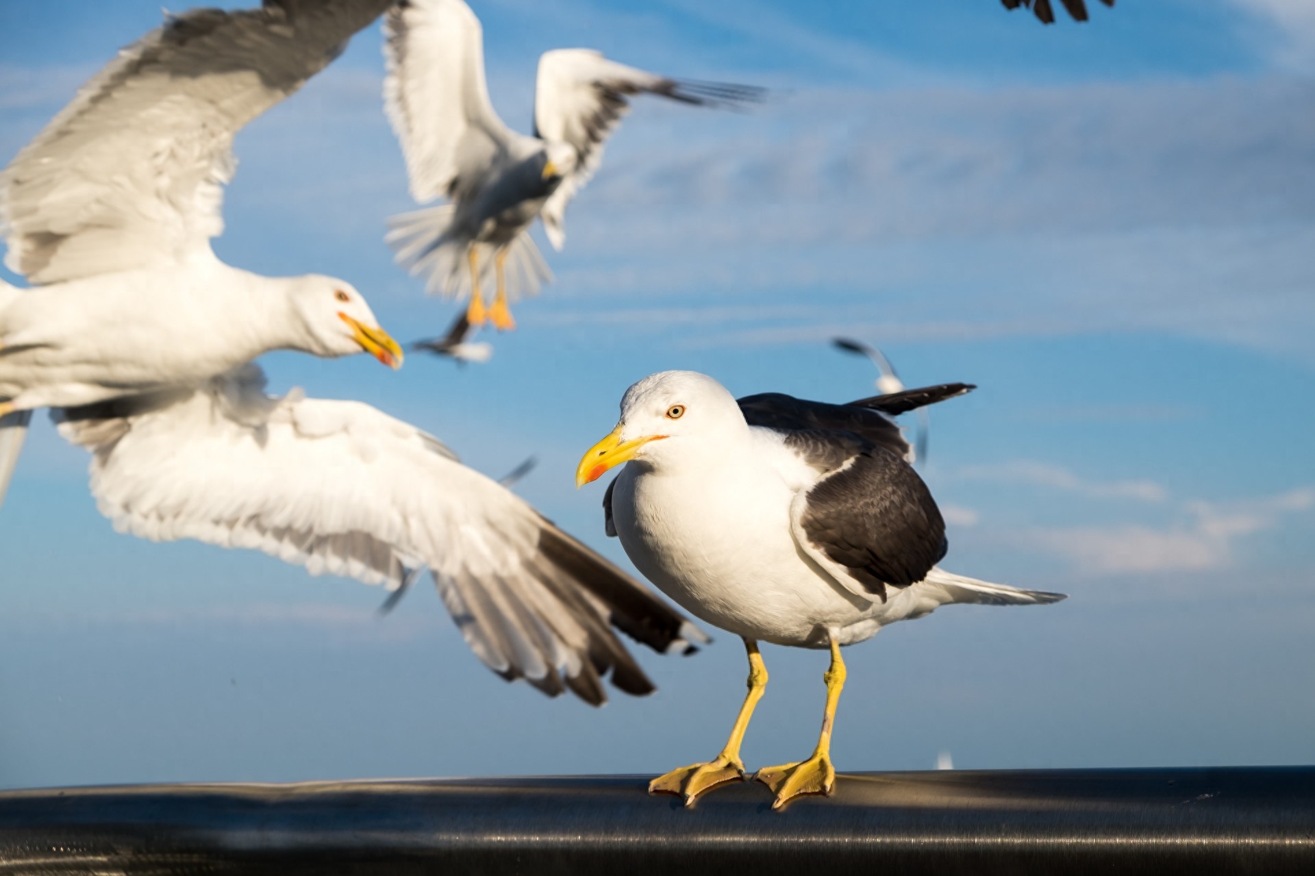 图集:分享一组精美的海鸥壁纸,赶快收藏吧