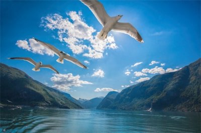 图集:分享一组精美的海鸥壁纸,赶快收藏吧