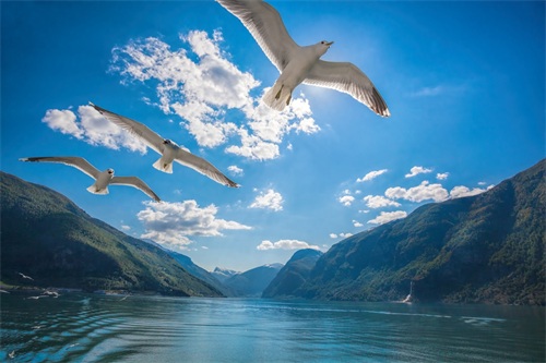 图集:分享一组精美的海鸥壁纸,赶快收藏吧