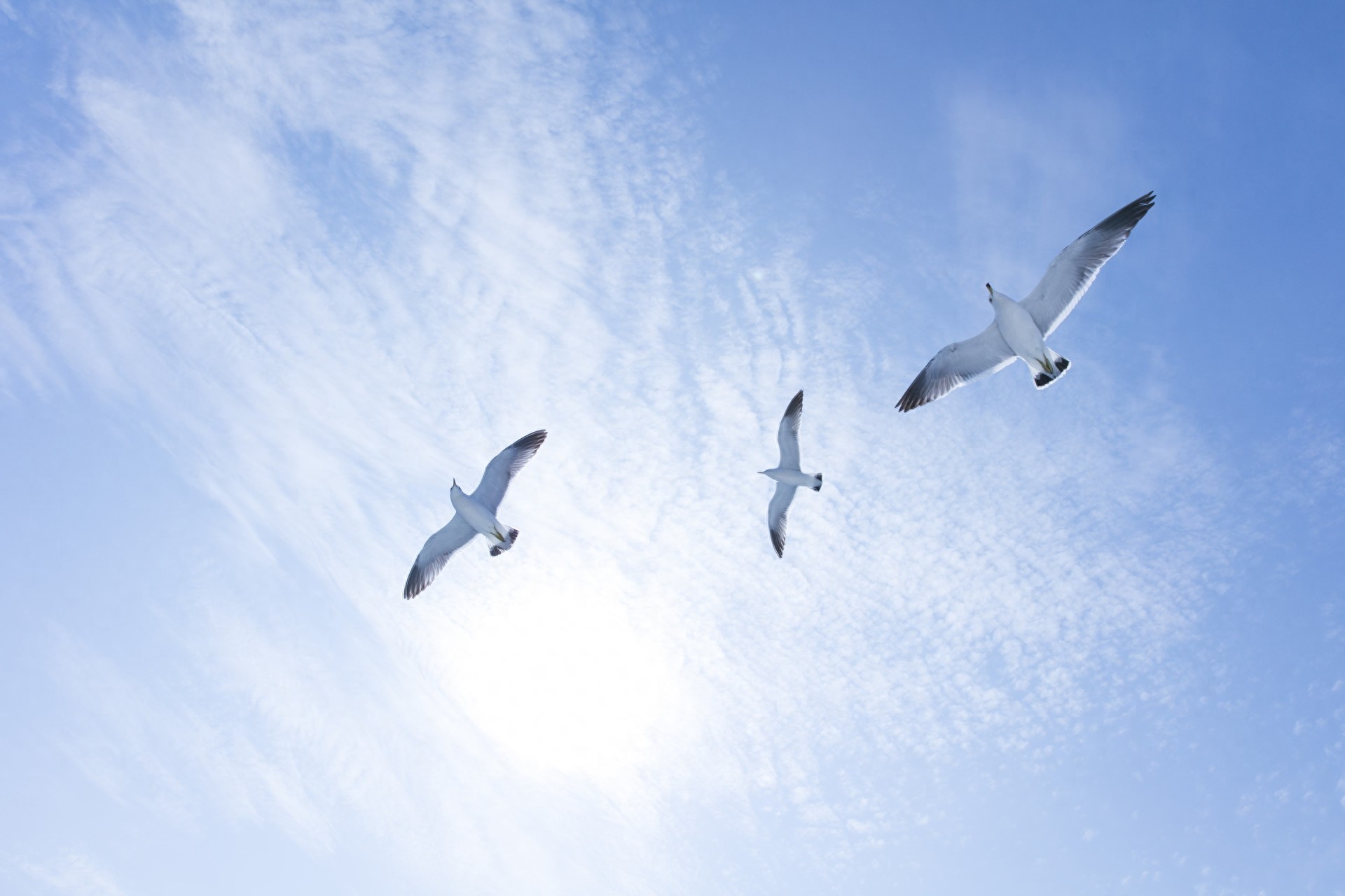 图集:分享一组精美的海鸥壁纸,赶快收藏吧