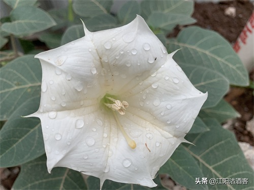 毛曼陀罗:白色的花,带刺的果,美丽的背后还有更多内涵