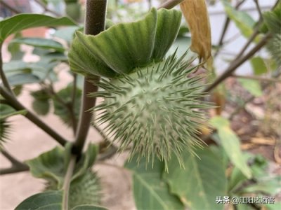 毛曼陀罗:白色的花,带刺的果,美丽的背后还有更多内涵