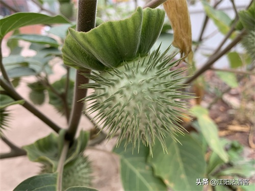 毛曼陀罗:白色的花,带刺的果,美丽的背后还有更多内涵