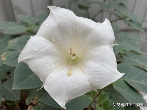 毛曼陀罗:白色的花,带刺的果,美丽的背后还有更多内涵