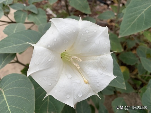 毛曼陀罗:白色的花,带刺的果,美丽的背后还有更多内涵