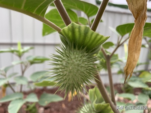 毛曼陀罗:白色的花,带刺的果,美丽的背后还有更多内涵