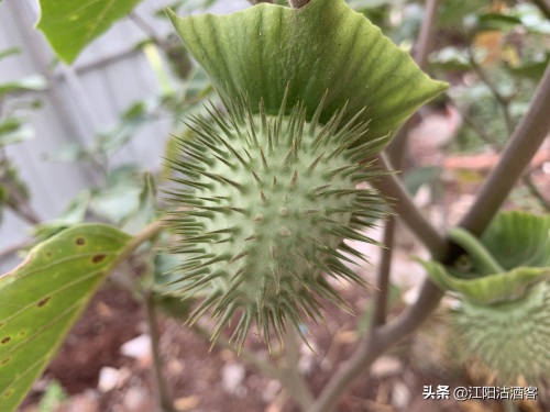 毛曼陀罗:白色的花,带刺的果,美丽的背后还有更多内涵