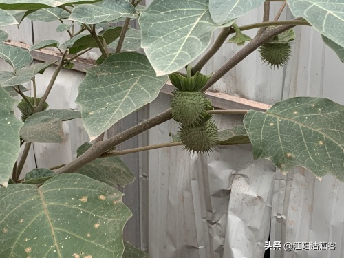 毛曼陀罗:白色的花,带刺的果,美丽的背后还有更多内涵