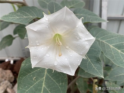 毛曼陀罗:白色的花,带刺的果,美丽的背后还有更多内涵