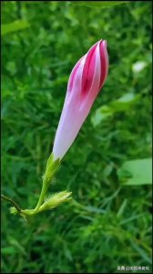 ​这个广府俗语容易读错 容易写错 容易解错