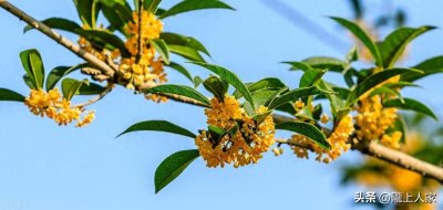 ​几度秋意浓，最是桂花香，八首经典咏桂花诗词带您走进别样的秋天