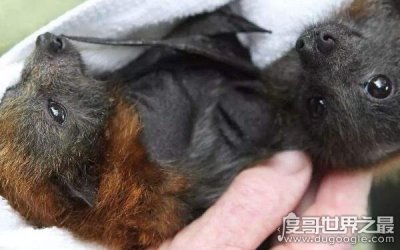 打死蝙蝠的后果,感染病毒危险增加(可能影响福禄)