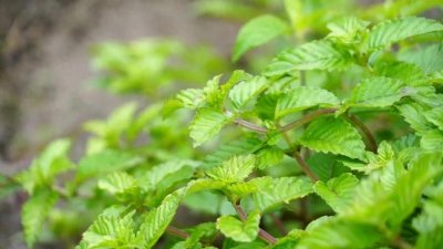 农村客家仙人粄 美味又解暑