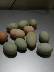 刘叔带你认识自养“五黑一绿鸡”