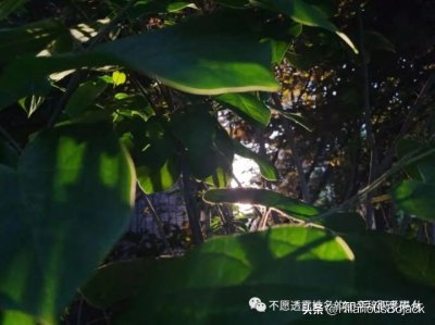 尼布尔的祈祷文