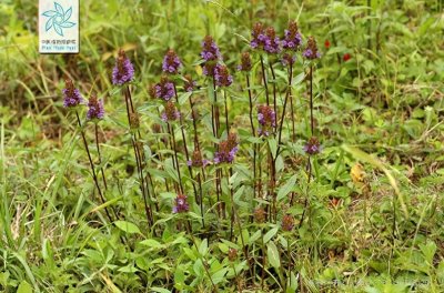 农村常见的中草药——夏枯草