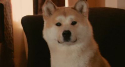 忠犬八公的原型竟是它,你没有想到吧!