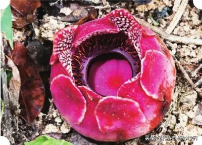 世界上最大的花~大王花,两个人才能抱住,无根茎叶子,臭不可闻