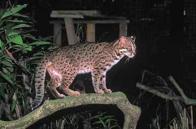 猛兽再次出没!广东发现罕见“石虎”,外貌像极家猫,会吃人吗?