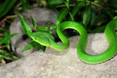 十大毒蛇之青竹蛇,你认识吗