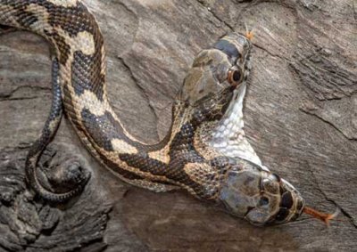 美国惊现神奇双头蛇,竟然还会互相咬!