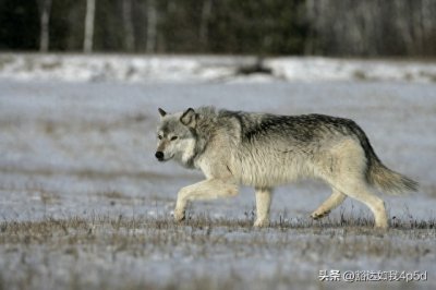 《民间故事》大灰狼