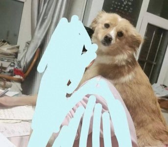 【萌宠回家】这些萌宠走失,请你留意