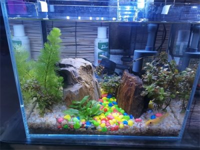 新手养鱼如何养水