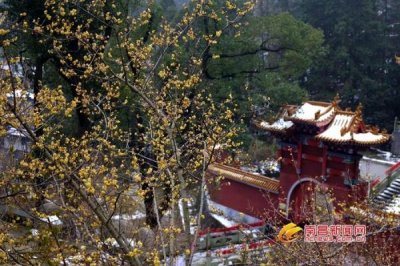 梅岭太阳谷腊梅迎客 湾里第一长玻璃栈道基本建成