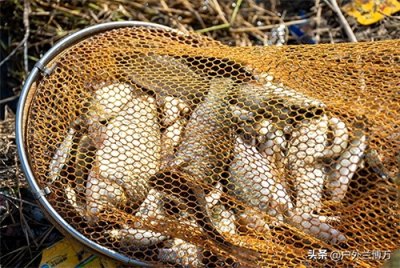 低成本自制好用钓鱼饵料,经常钓不到鱼的看过来