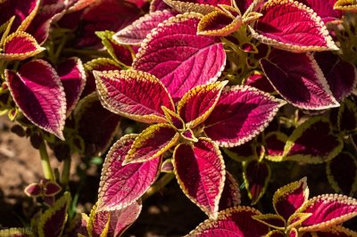 如何养彩叶草叶色娇艳?学会这些注意事项,叶片鲜艳又漂亮