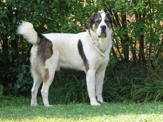 这狗比美国比特还厉害:中亚牧羊犬,堪称狗中王者