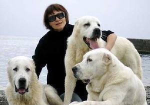 这狗比美国比特还厉害:中亚牧羊犬,堪称狗中王者